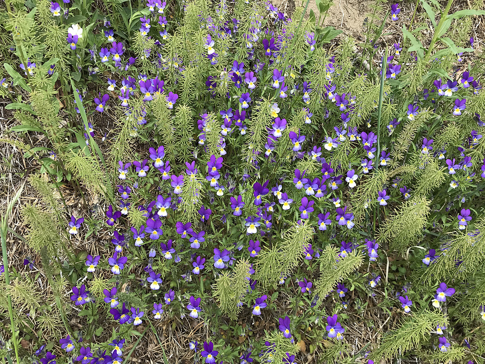 Gikk snarvei oppom kirka, her var masse fine stemorsblomster