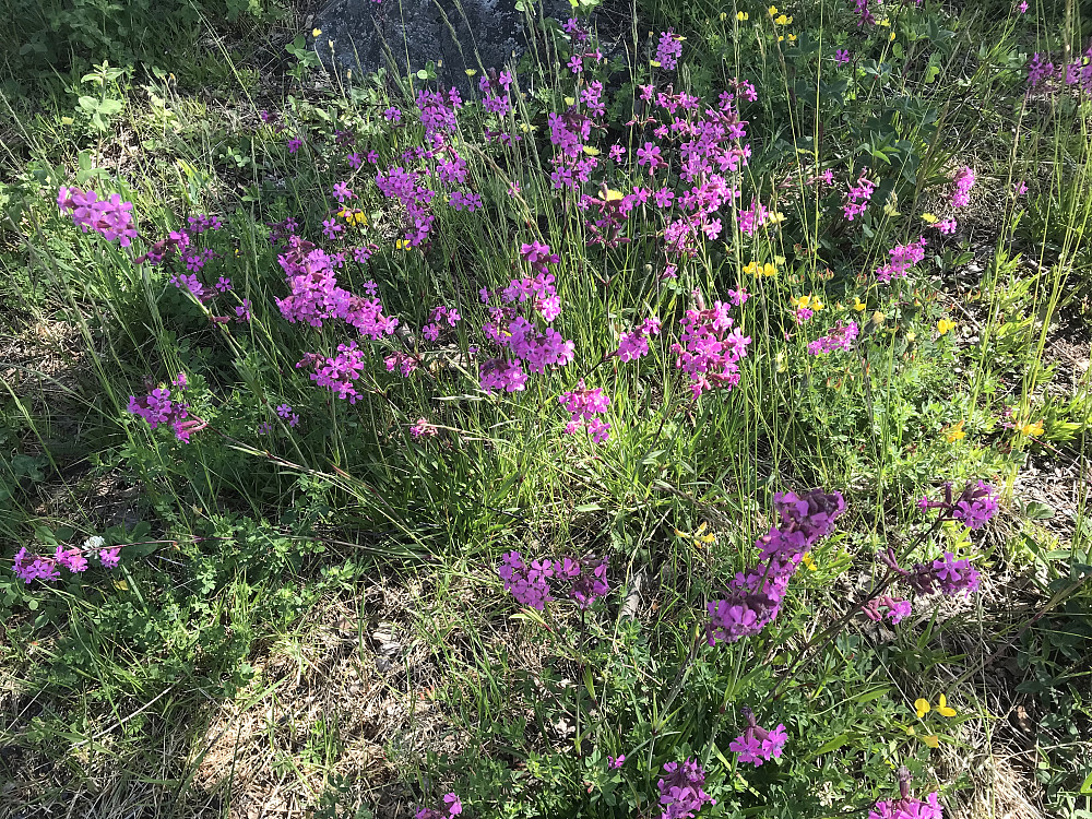 Tjæreblomst i nærheten av Eiktunet