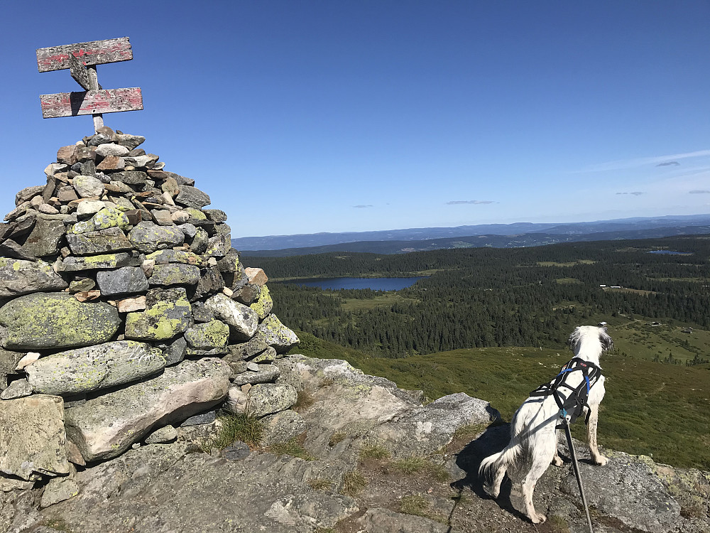 Prestkjerringa