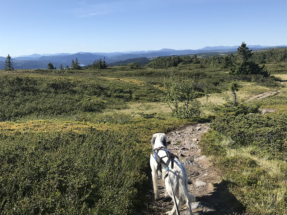 På tur tilbake