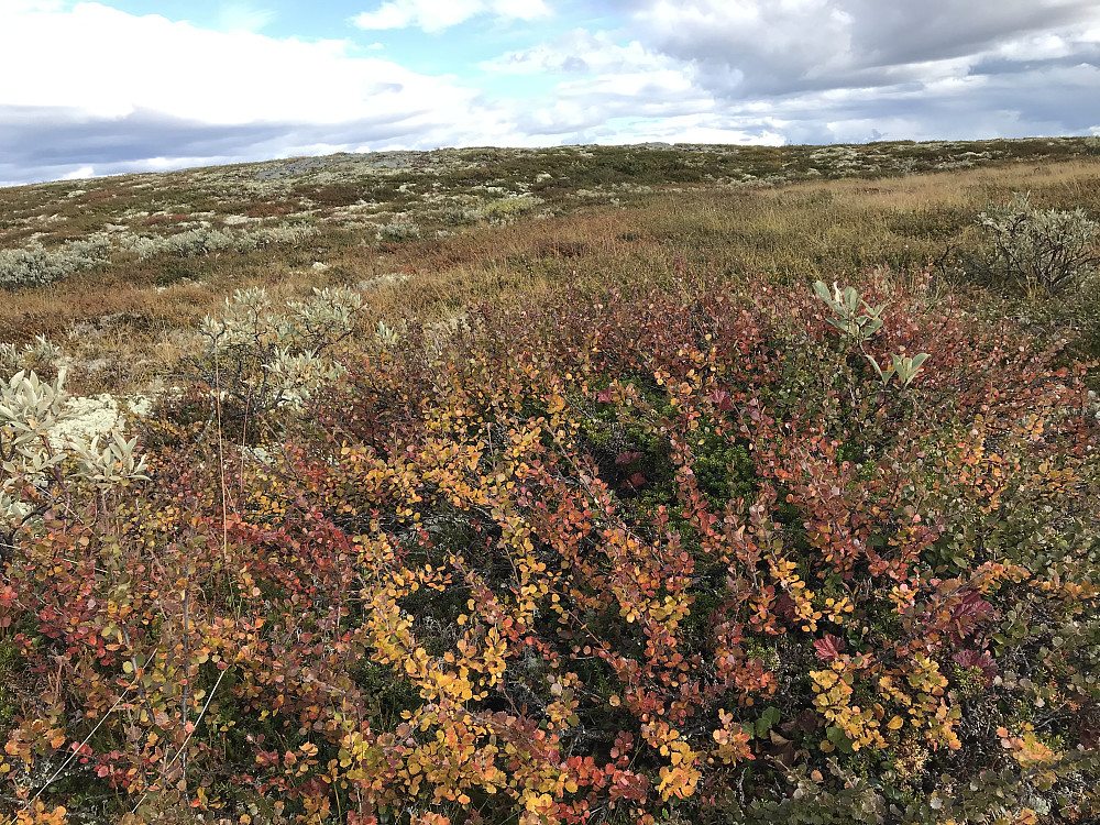 Høst på fjellet