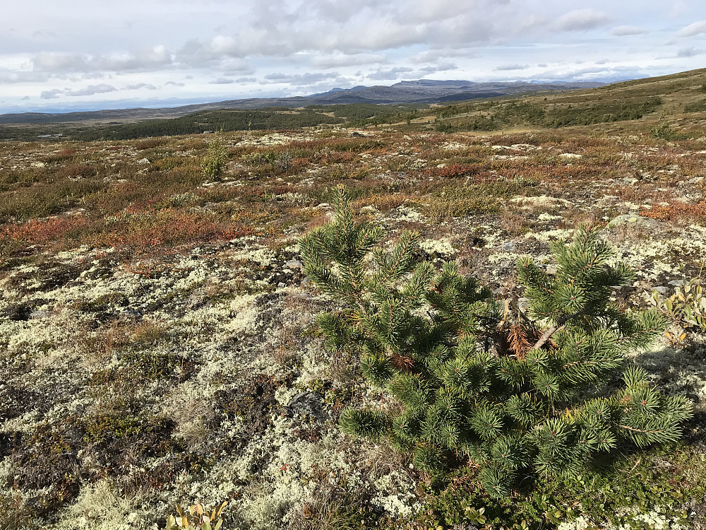 Liten furu på Vetafjellet
