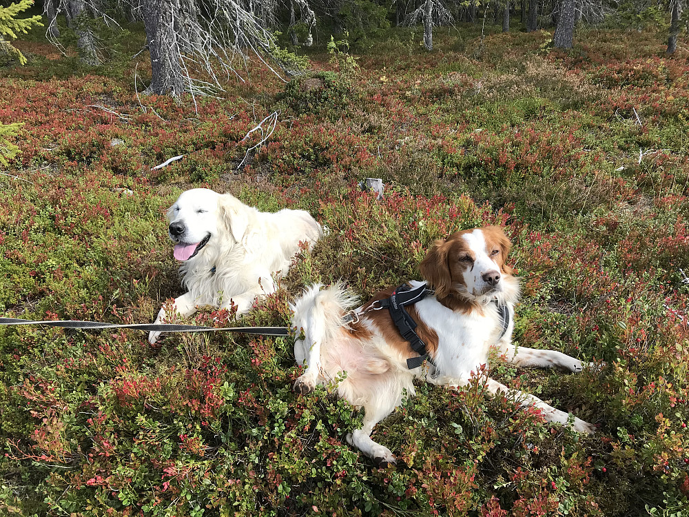 «Matmor» gikk hjem, hunden ville holde Bonzo med selskap. Snill hund som bodde i nærheten og var kjent, så den rusla nok hjem etter å ha fulgt oss til bilen.