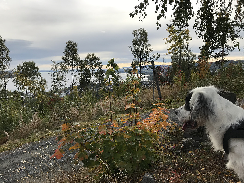 På Hovdetoppen