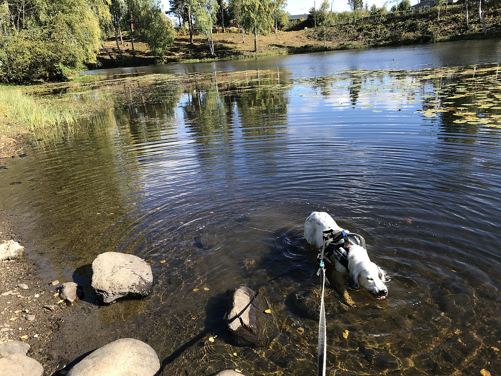 Trym tok seg et bad i Bassengparken