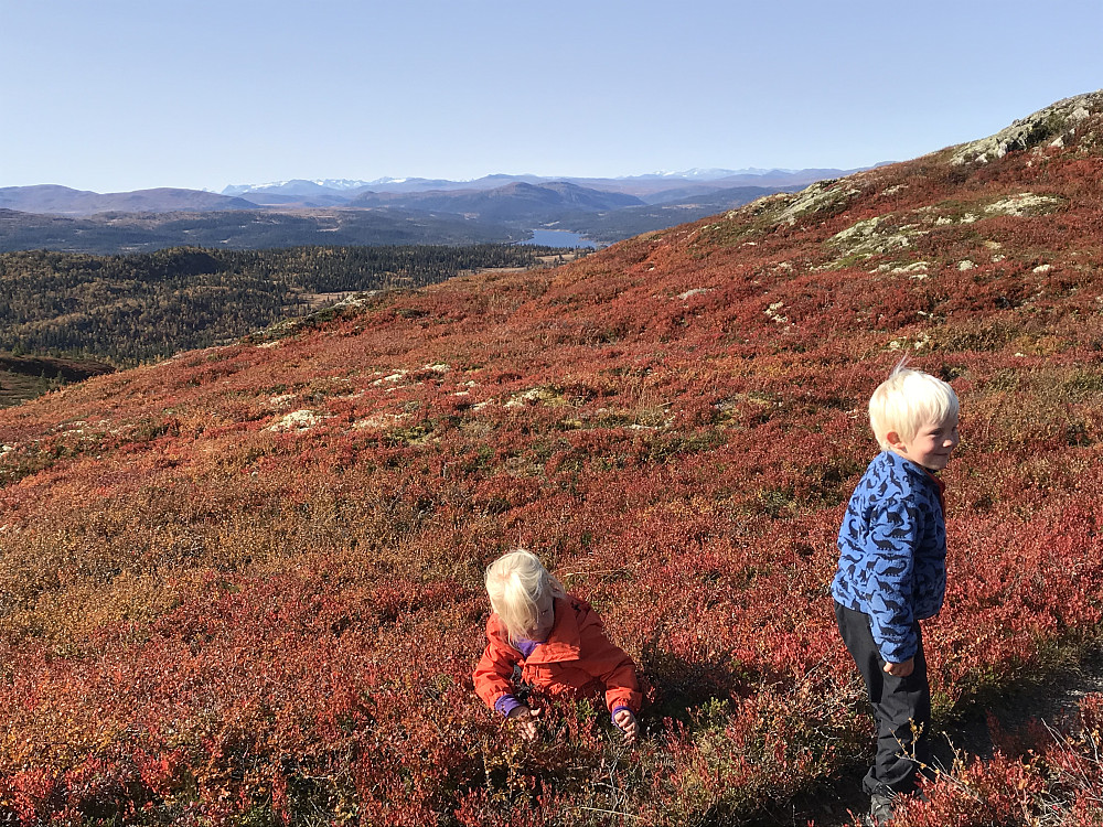 Mye å studere