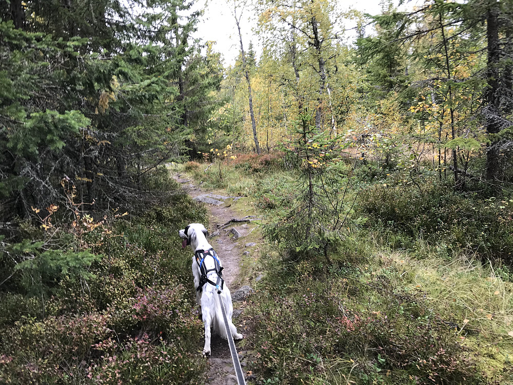 Snikkerhaugen