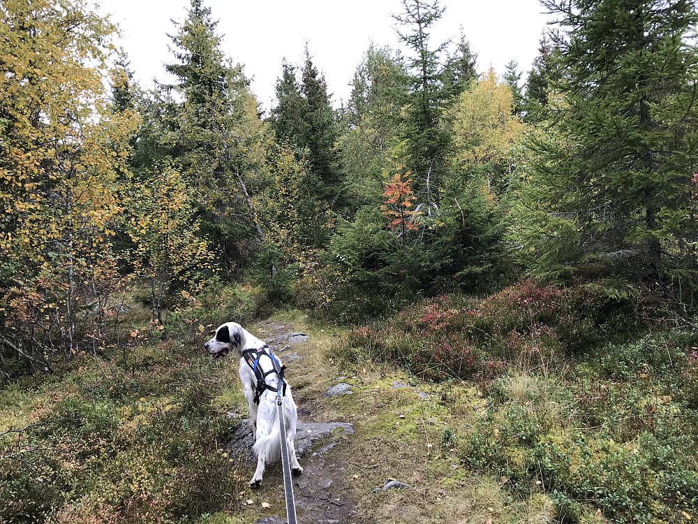Snikkerhaugen