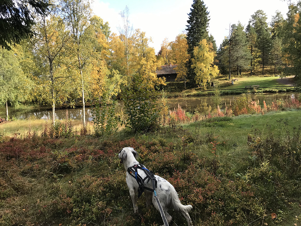 Eiktunet