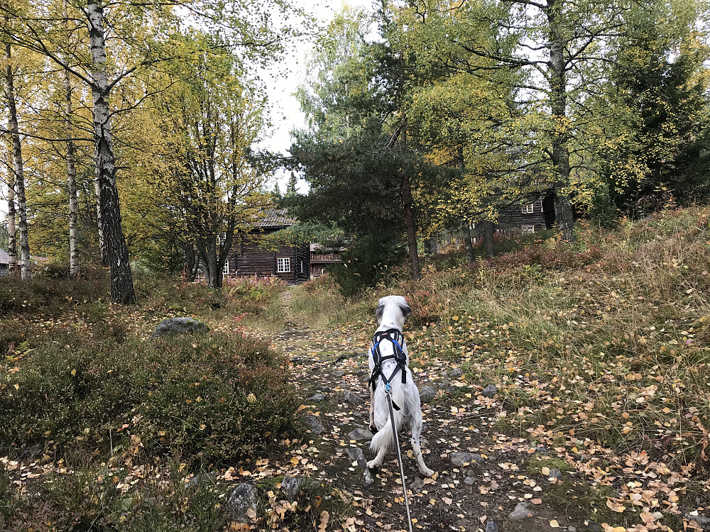 Eiktunet