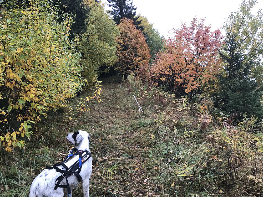 Nedunder Bergstoppen