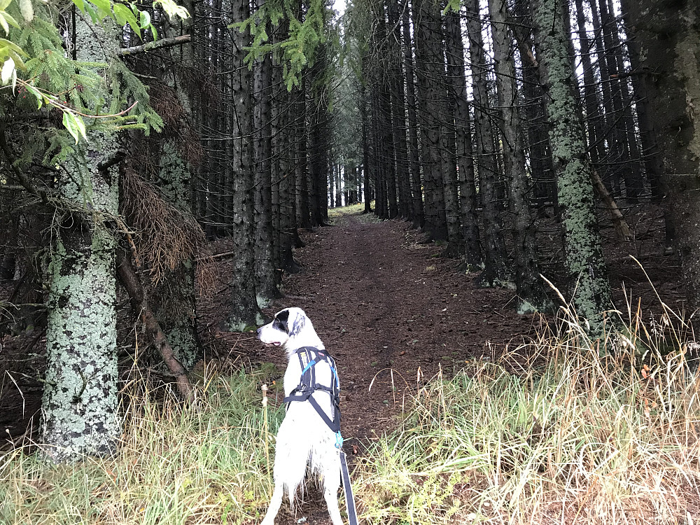 Bratt råk opp på Bergstoppen vi sjelden har gått