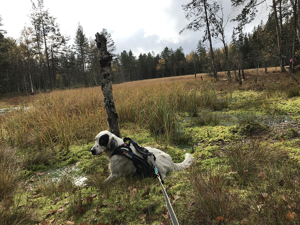 Bikkjebakkmyra
