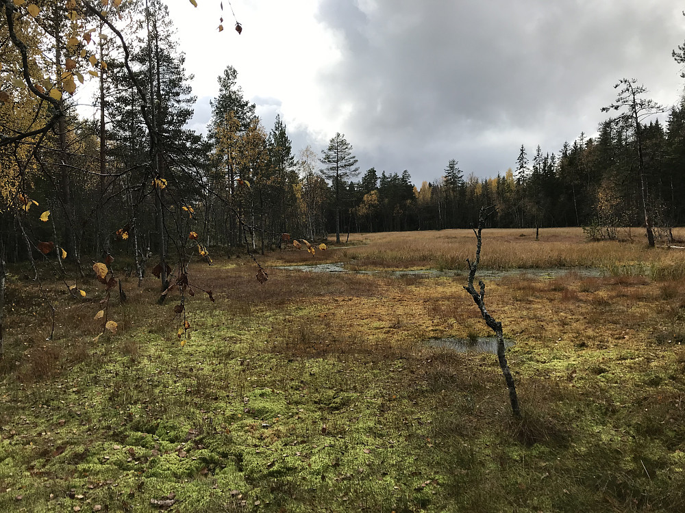 Bikkjebakkmyra