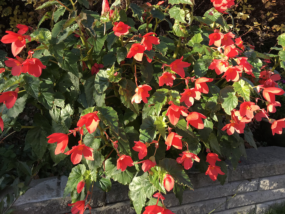 Skaugombegoniaen blomstrer fortsatt, men nå er det på tide å ta knollene inn, før vi får nattefrost
