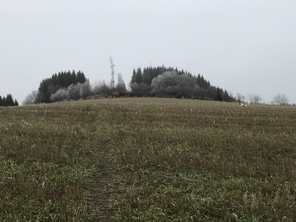 Bergstoppen. Trym tar noen raske runder på jordet.