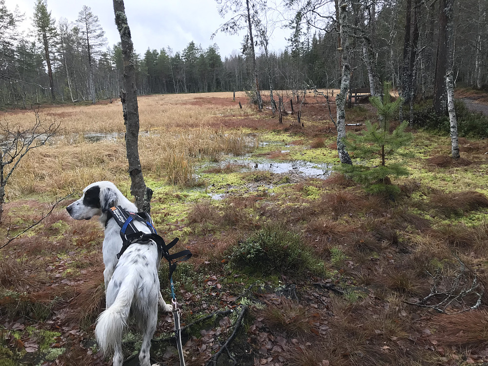 Bikkjebakkmyra