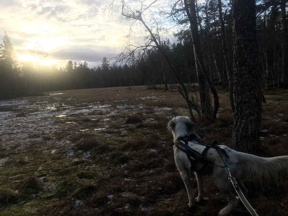 Bikkjebakkmyra
