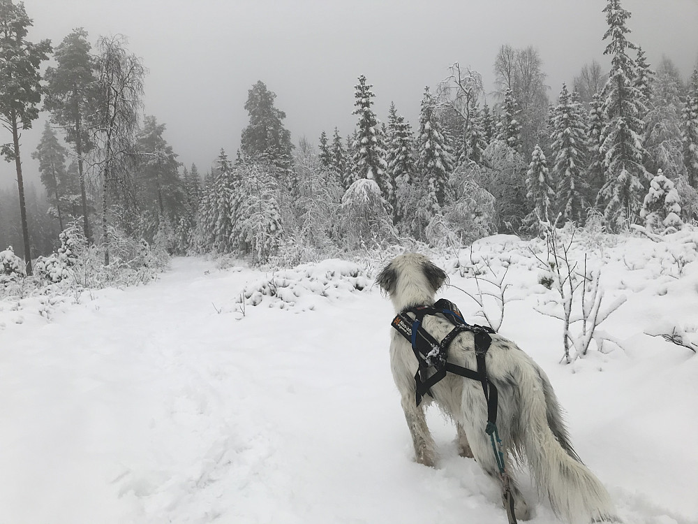 Grått, men likevel fint i dag