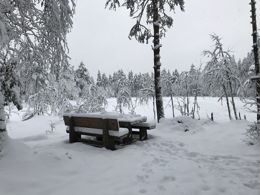 Bikkjebakkmyra