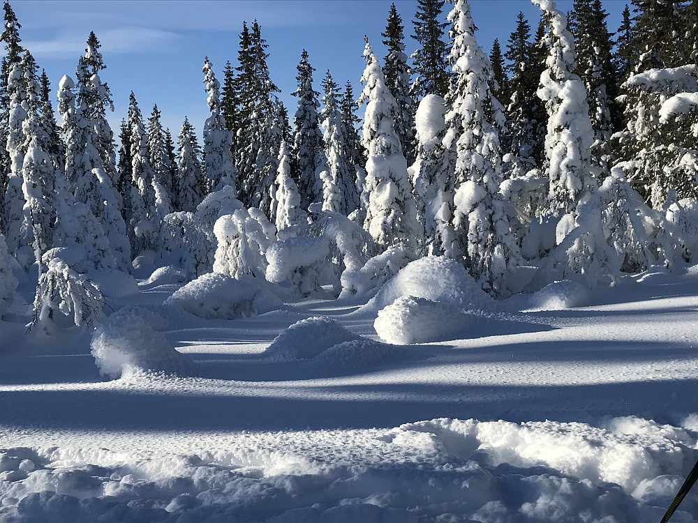 Fortsatt vakkert i skogen