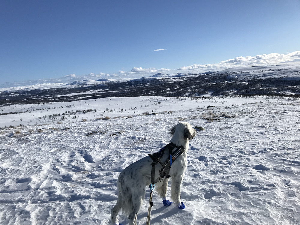Vetafjellet sør
