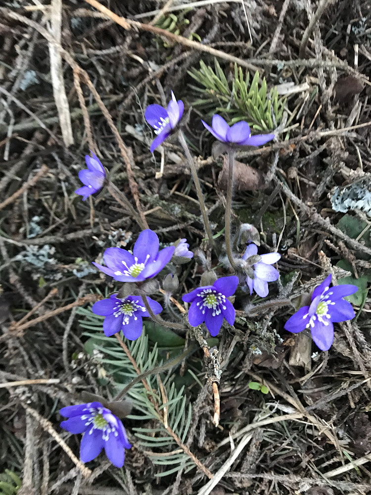 Masse blåveis i skogen på Bergstoppen