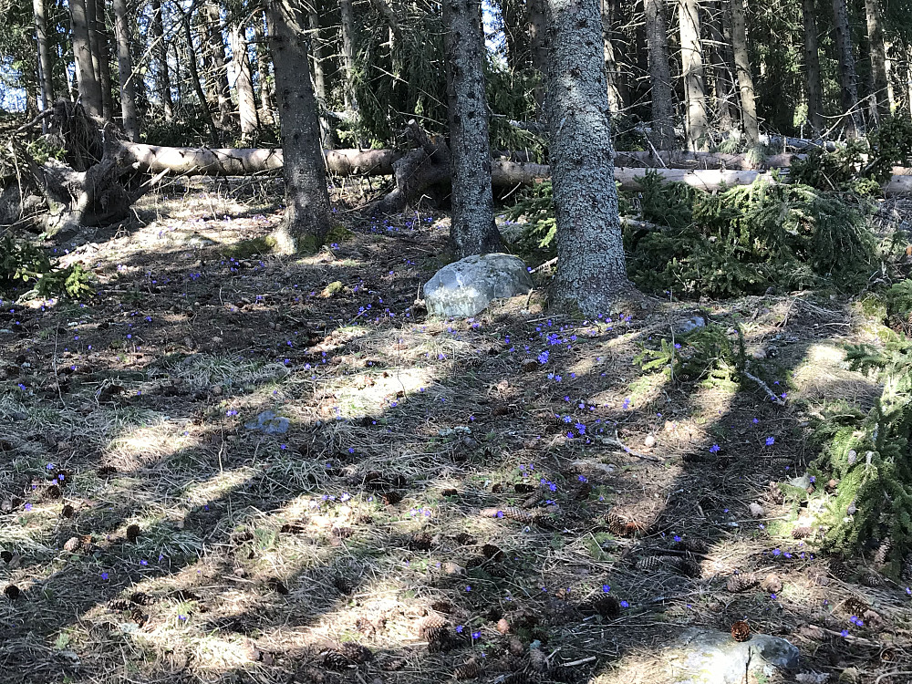 Blåveis og mye vindfall ved Bergstoppen