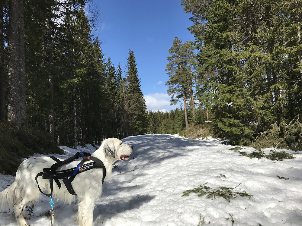 Fortsatt mye snø i skogen