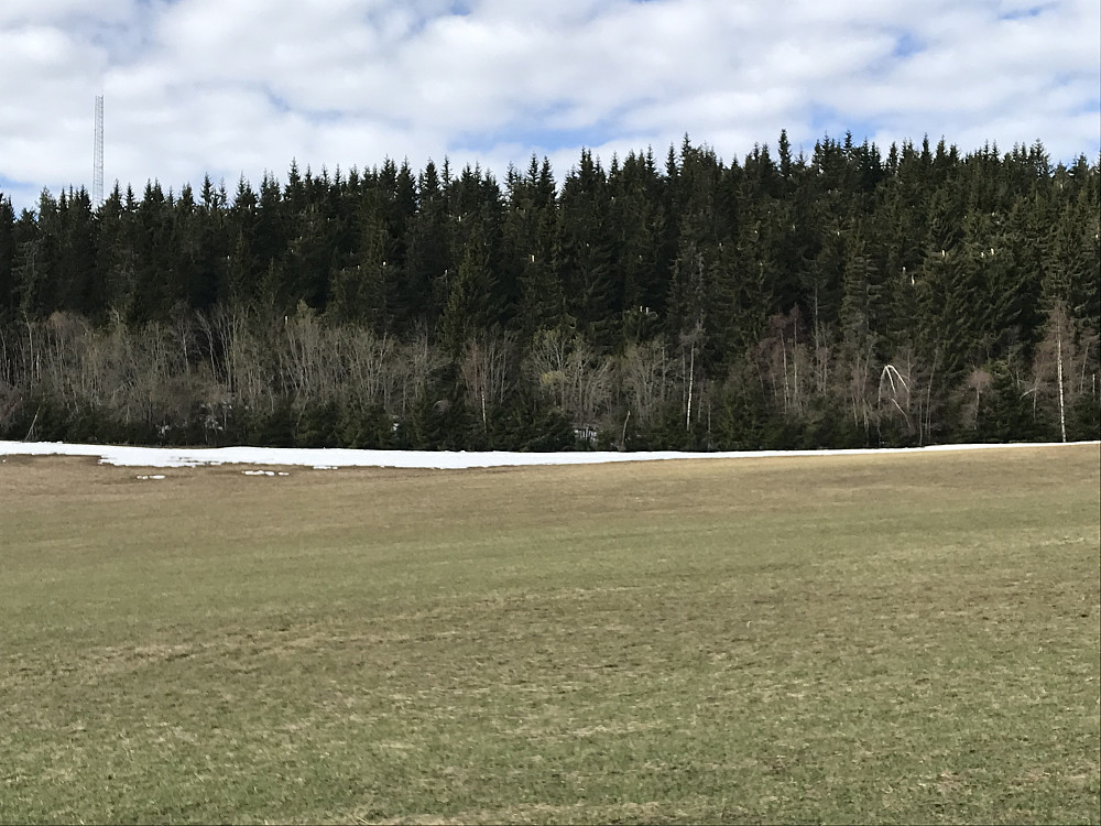Mye toppbrekk i skogen opp mot Bergstoppen