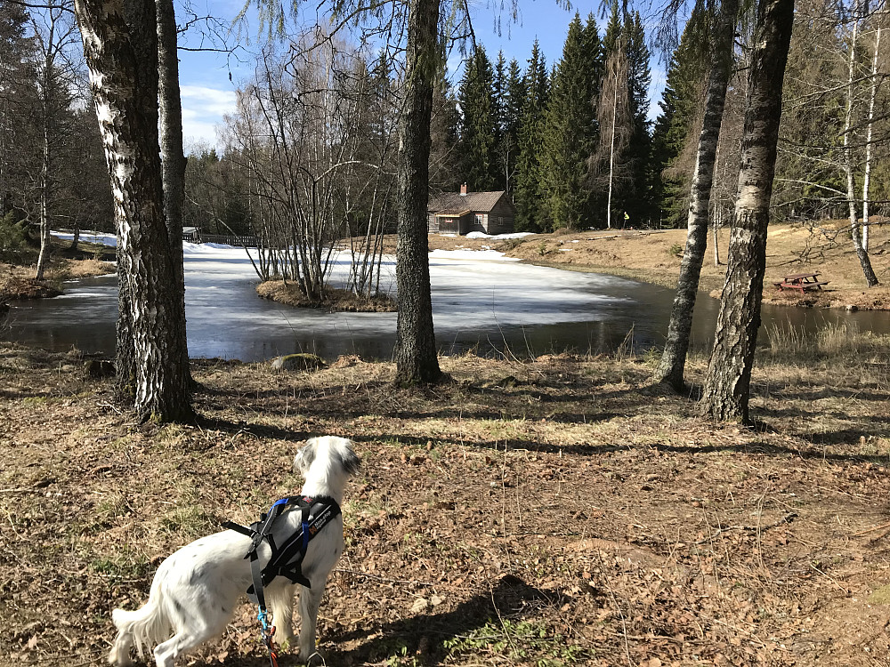 Eiktunet, is enda på vannet, men endene er kommet. 