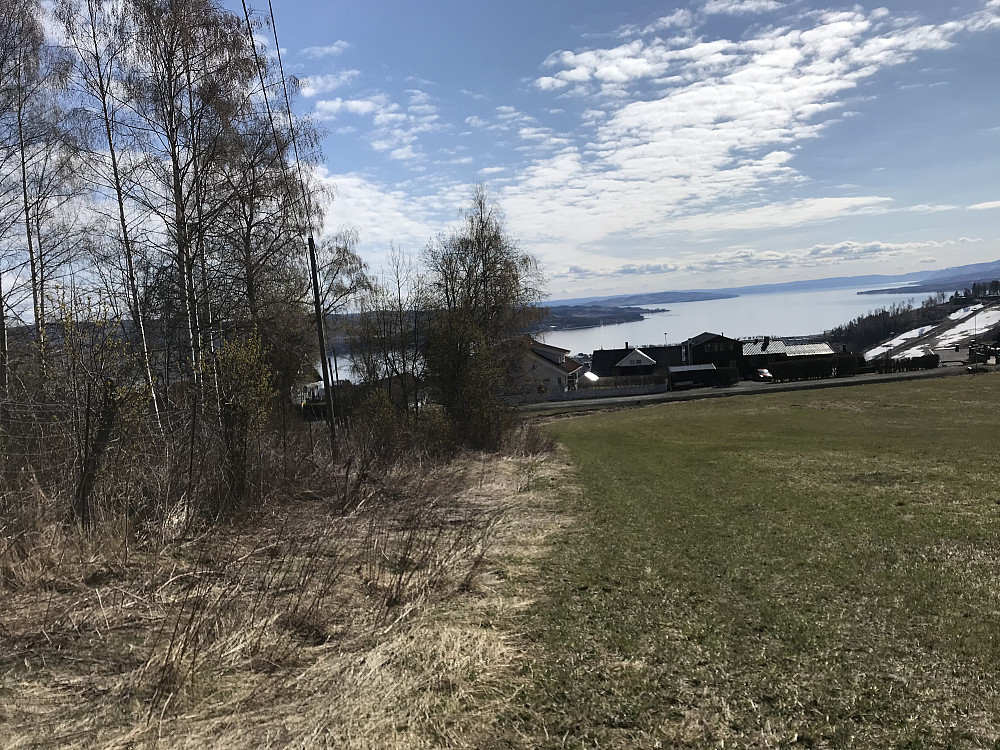 På tur hjem, bjørka har fått et grønnskjær