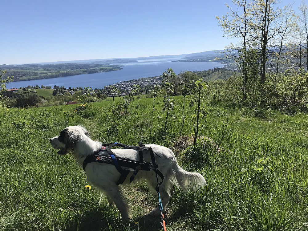 Ned fra Bergstoppen