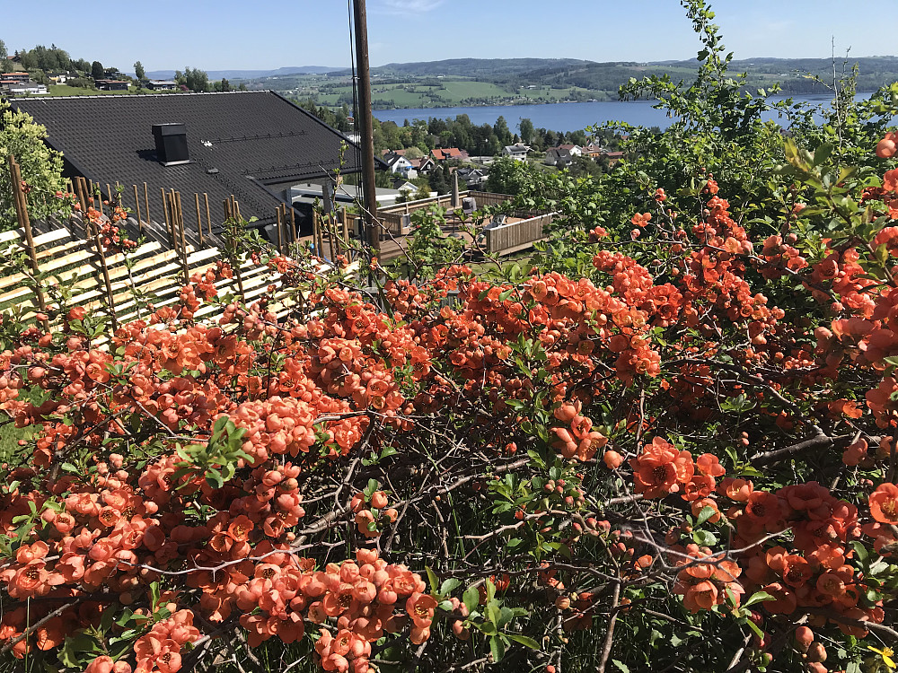 Det blomstrer i hagen