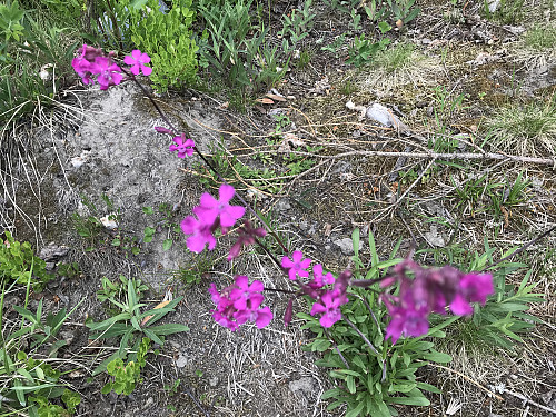 Plutselig var det tjæreblomster på Bergstoppen