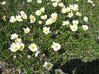 Reinrose
