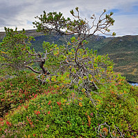 Toppen av Sæterknubben med utsikt mot Krogstadfjellet.