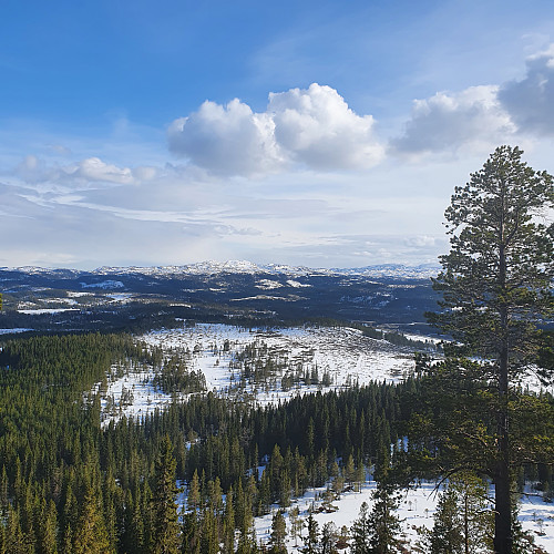 Sørsida av Høgåsen, mot Skjærlifjellet og Gynnildfjellet.