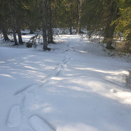 Mye gran og snø på tur opp. Nordhellingene trenger litt tid før det blir barmark.