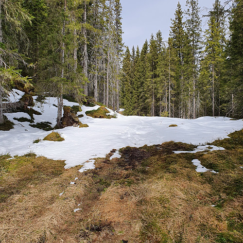 Her jeg omtrent halvveis. Snødekt med granskog helt til topps. Burde ha ventet i 14 dager.