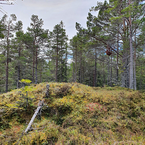 Utsiktsbilde. Fint terreng for skogsfugl.