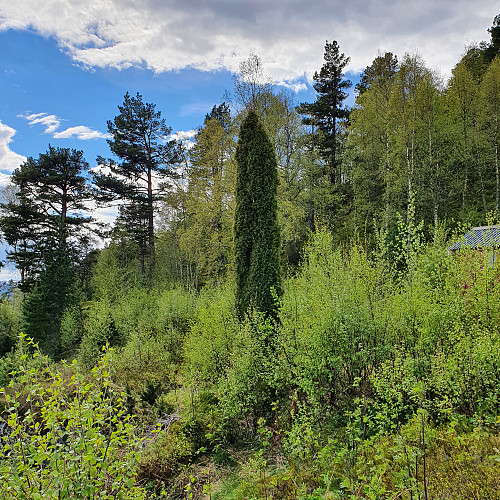 Staslig einer ved Solemsætra