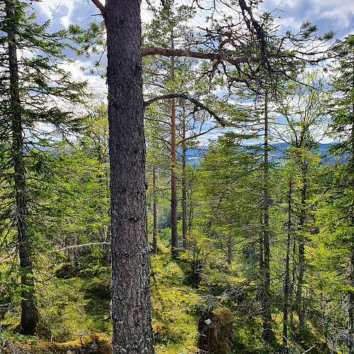 Skardsberget, retning Svorksjøen