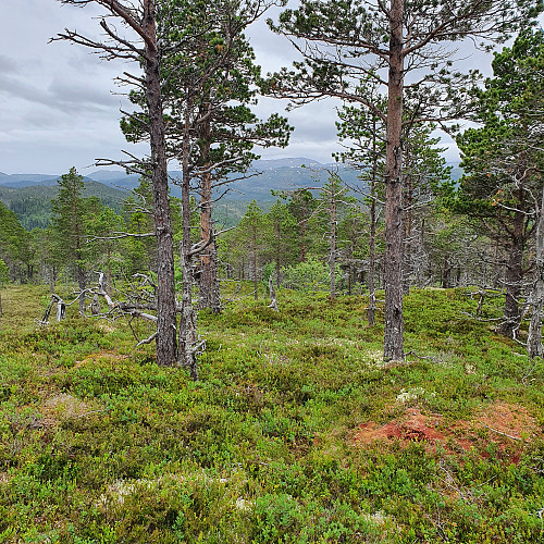 Grimsåsen