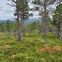 Gabrielsen68_20210619_60ce02e9104f3.jpg