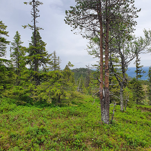 Grimsåsen