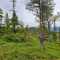 Gabrielsen68_20210619_60ce02ec3c041.jpg