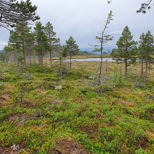 Brannsåsåsen