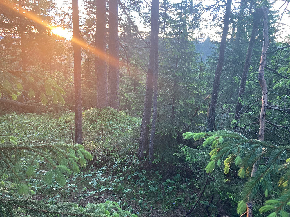 Fra toppunktet på Lauparåsen.