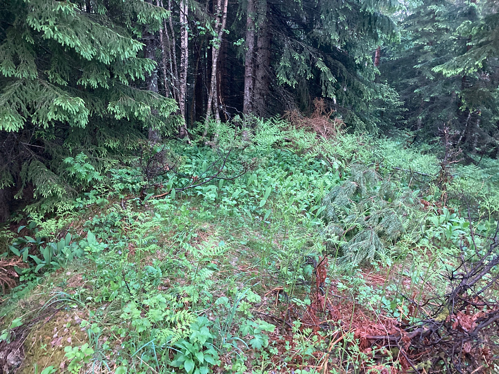 Toppunktet på Narverudåsen.